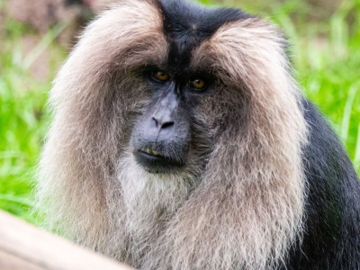 Lion-tailed macaque - De Zonnegloed - Animal park - Animal refuge centre 